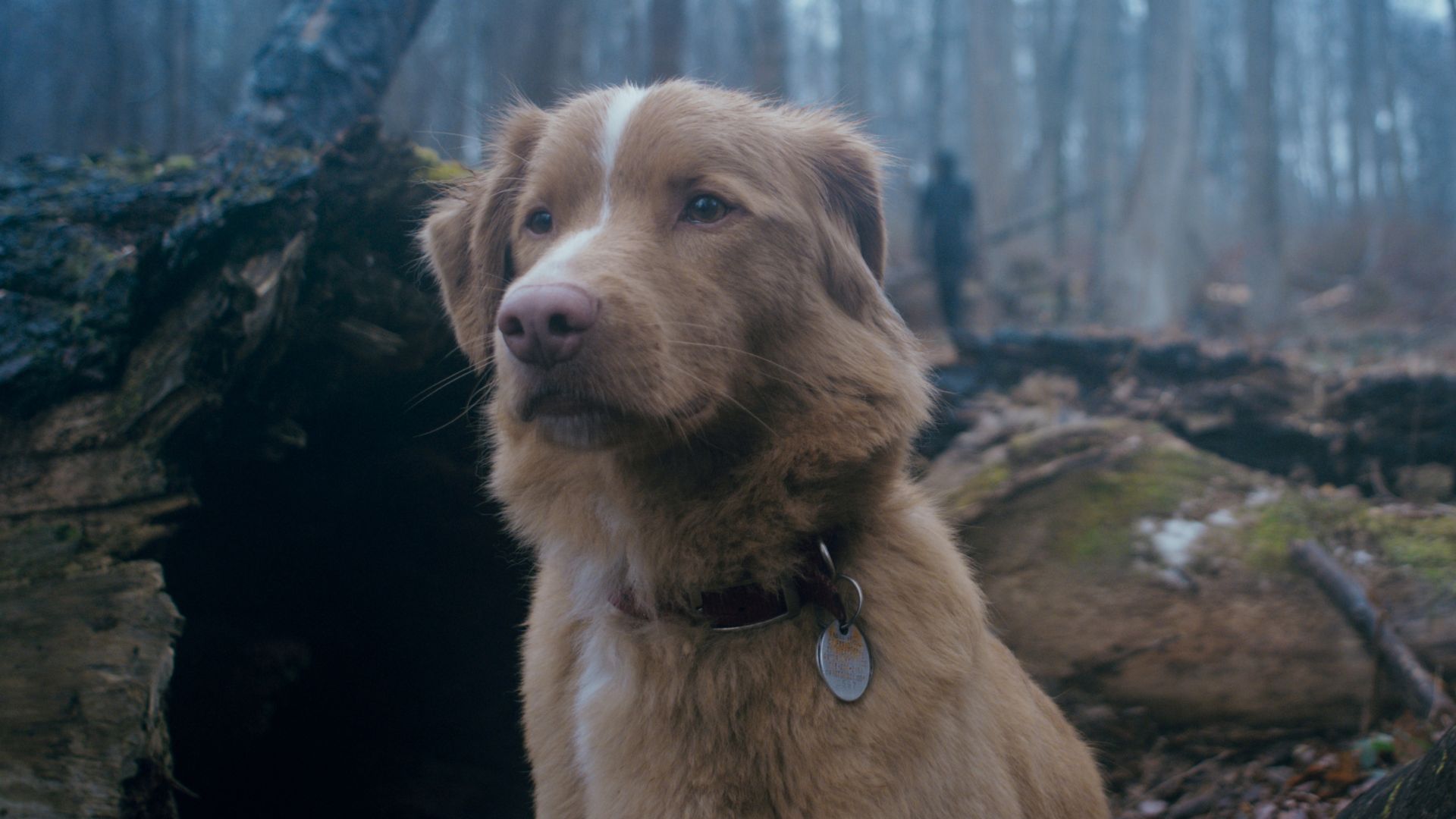 Indy looks out over a misty woodland