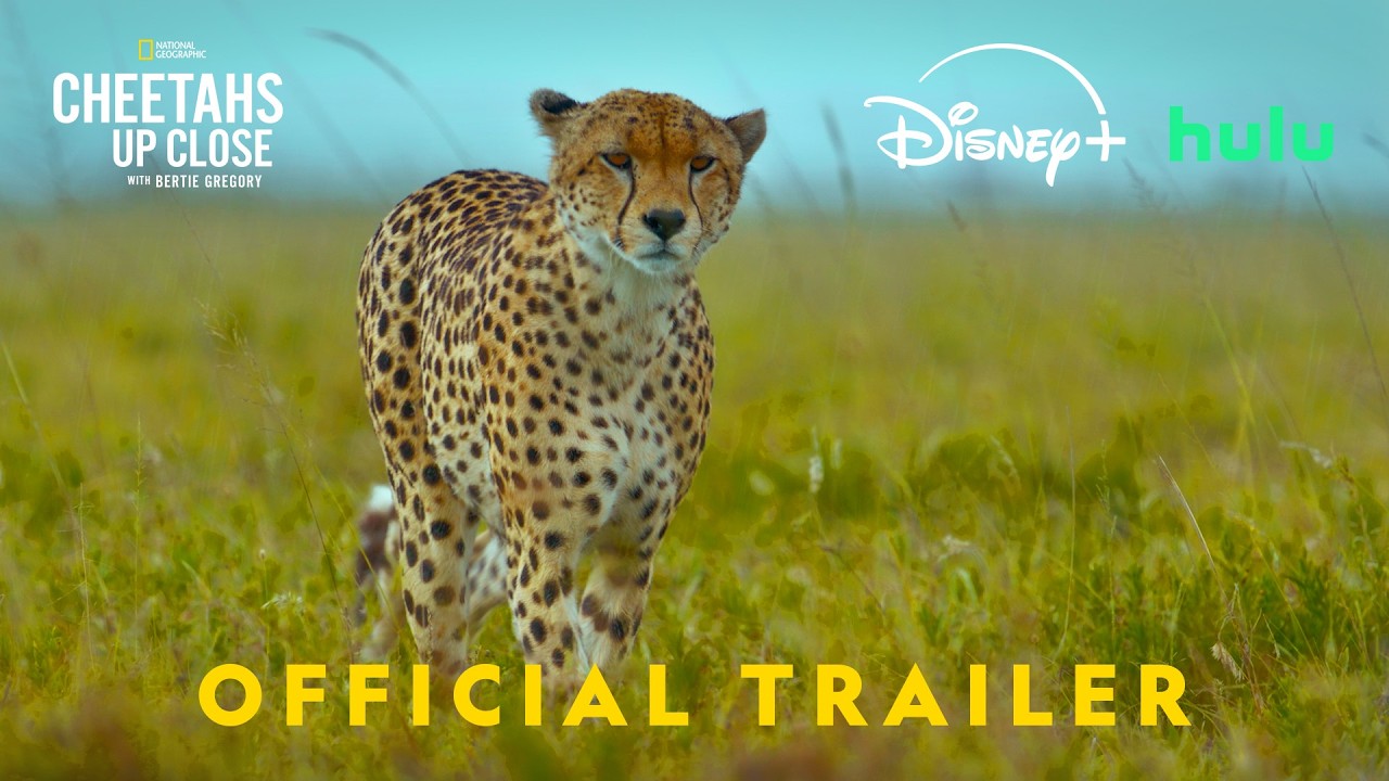 Cheetahs Up Close with Bertie Gregory | Official Promo | National Geographic - YouTube