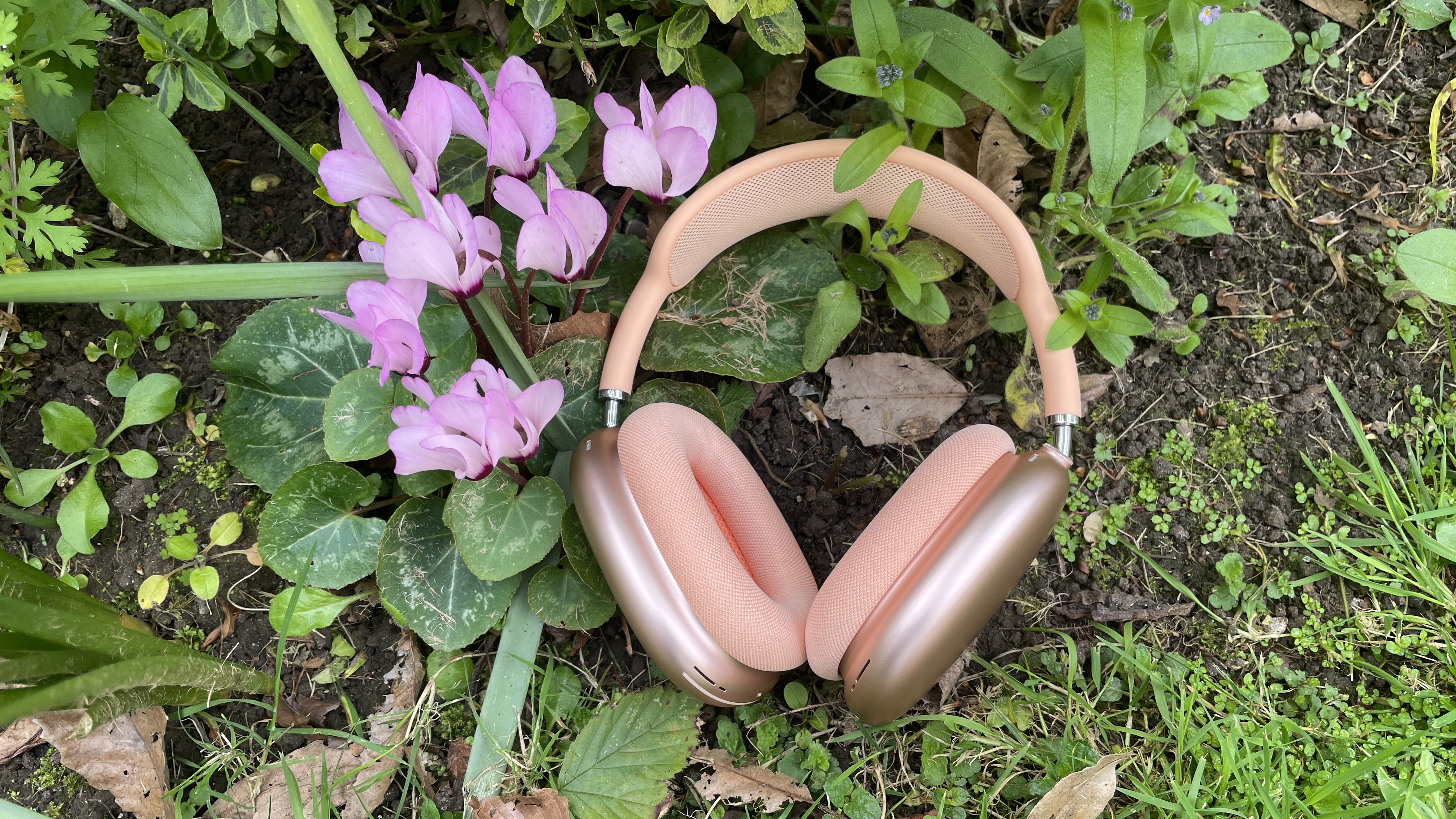 Apple AirPods Max 2 in orange with AirPods Max just visible in purple, outside in a garden on a bench, held in a hand